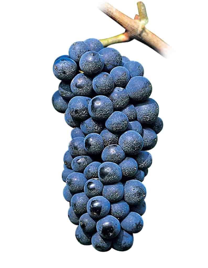 uvas Pinot Noir